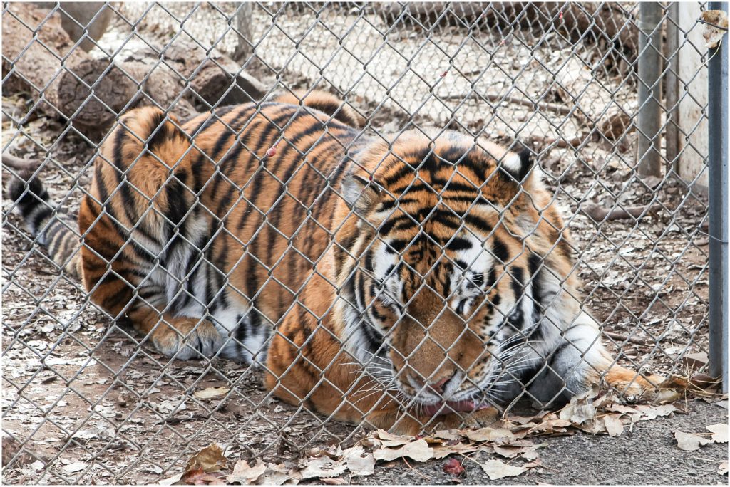 Denver, Colorado in the wintertime. 
Denver Zoo tigers