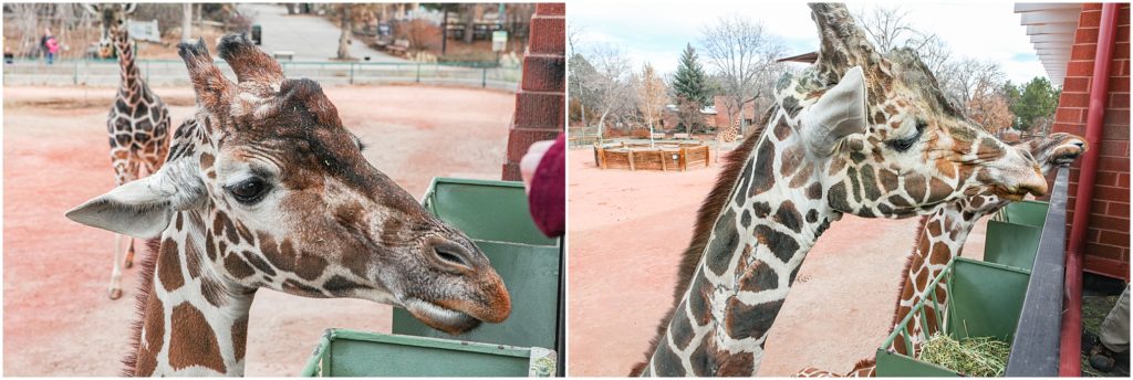 Denver, Colorado in the wintertime. 
Denver Zoo feeding giraffes