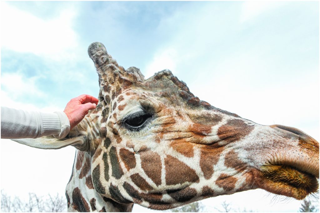 Denver, Colorado in the wintertime. 
Denver Zoo feeding giraffes