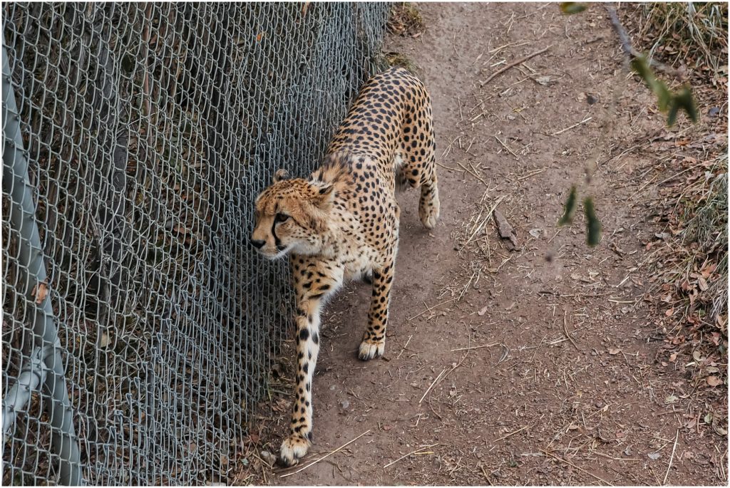 Denver, Colorado in the wintertime. 
Denver Zoo cheetah leopard