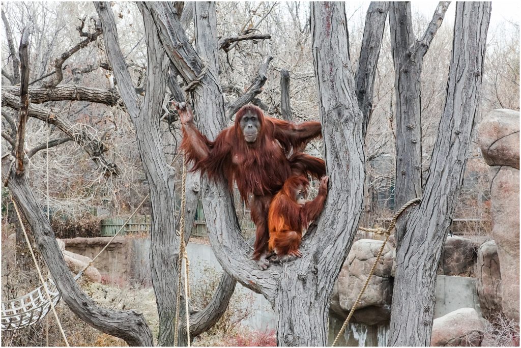 Denver, Colorado in the wintertime. 
Denver Zoo orangutang