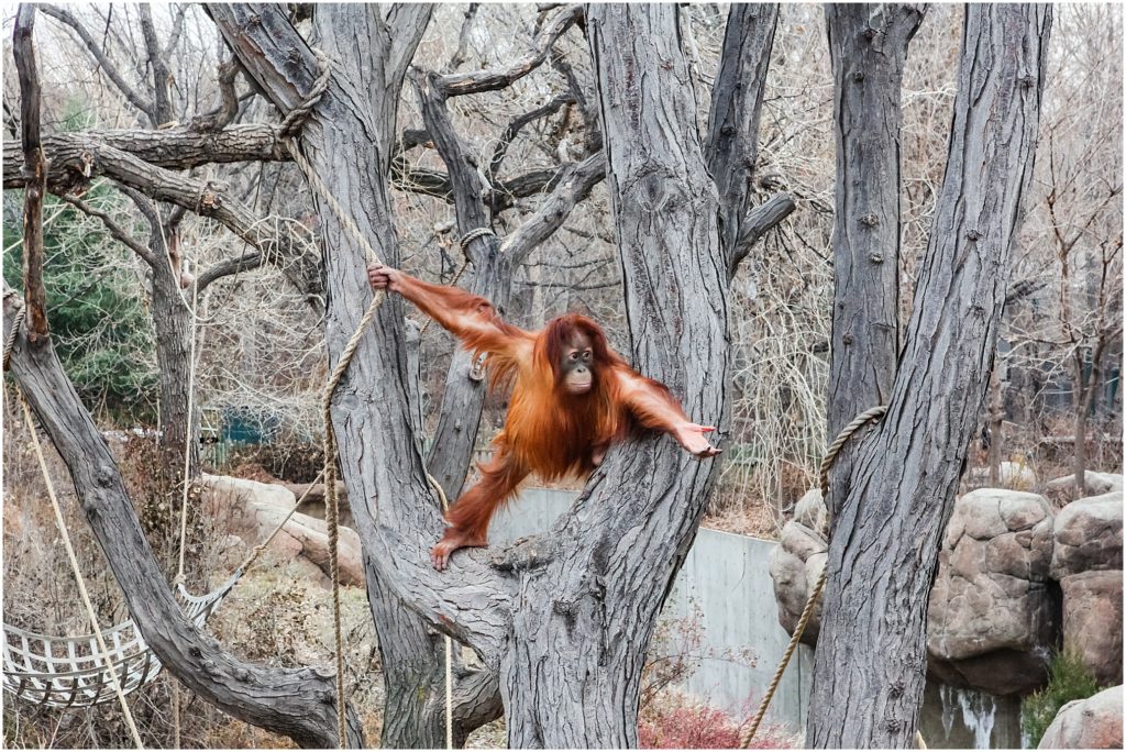 Denver, Colorado in the wintertime. 
Denver Zoo orangutang