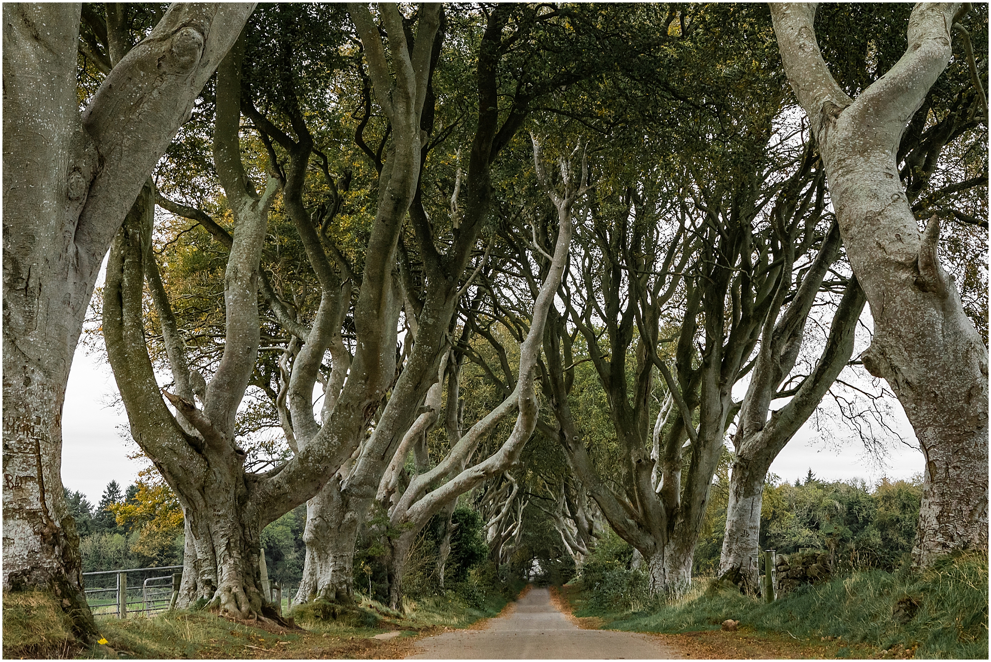Northern Coast, Ireland; Ballymoney, Ballymena, Bushmills, irish countryside. The Dark Hedges from Game of Thrones.