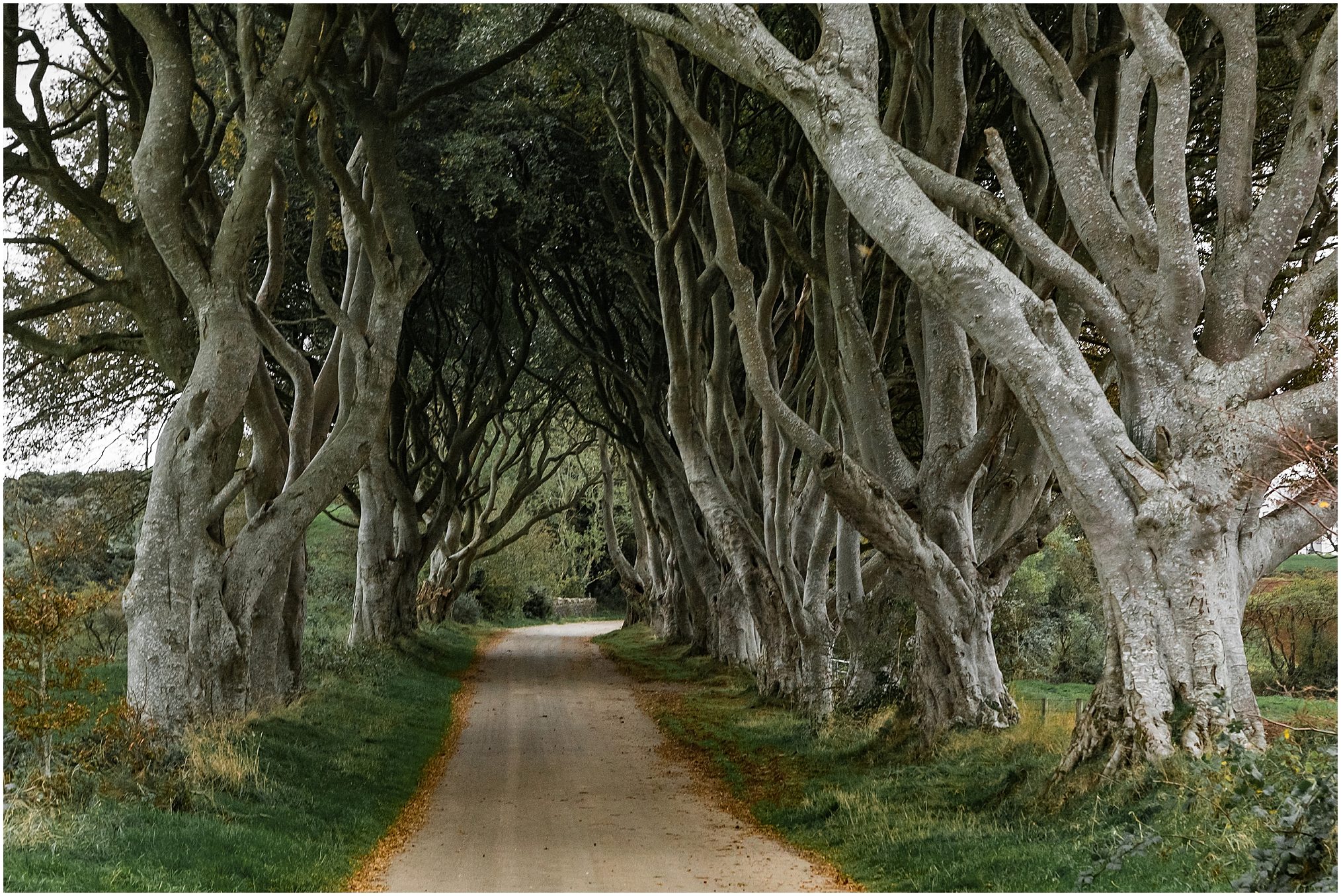 Northern Coast, Ireland; Ballymoney, Ballymena, Bushmills, irish countryside. The Dark Hedges from Game of Thrones.